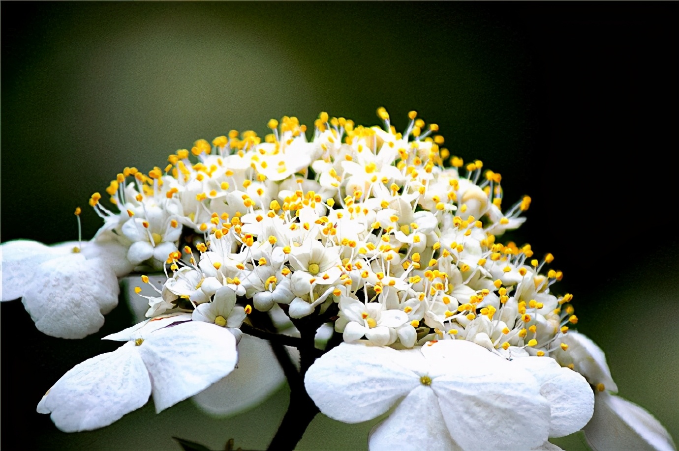 “煙花三月下揚州”中的“煙花”，原來和“玉樹后庭花”是一種花