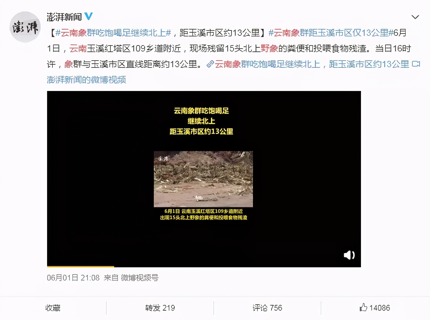 野象北上“出走”是受到刺激或驚嚇而導致？