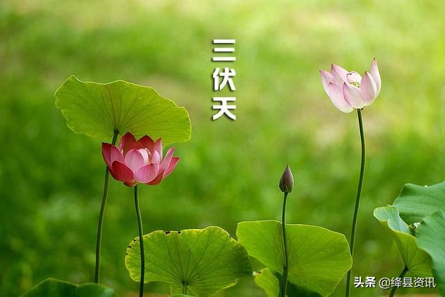 「今日小暑」温风至 仲夏始