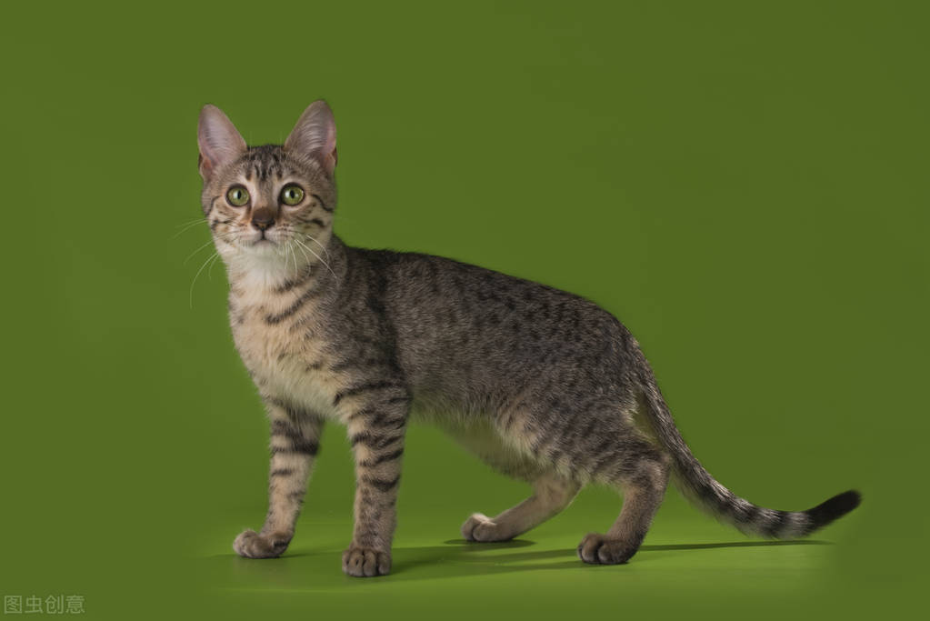 Ranking of cats' life span several cats with a short life span, each