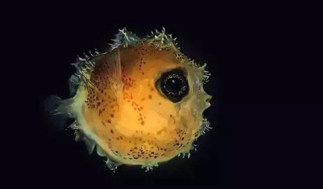 Sunfish Defence How can a sunfish with almost no combat and defense capabilities ...