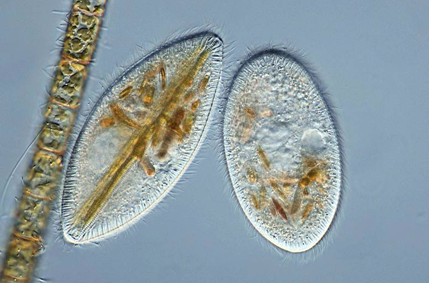 虾蟹得了纤毛虫病能治吗？纤毛虫病用什么药防治好？