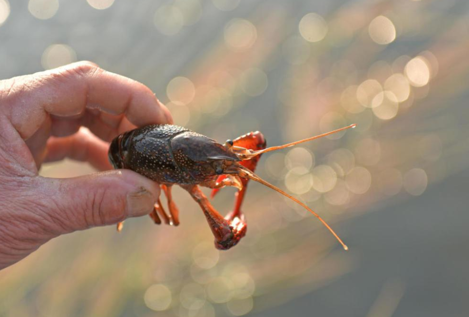 小龙虾引入92年，长江重点水域实行10年禁渔期，引发泛滥担忧
