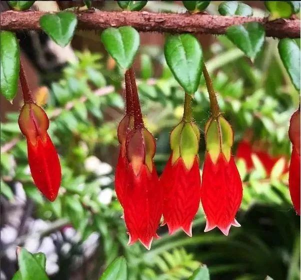 160種· 奇花異草，絕對有你沒見過的！ 「下部分」