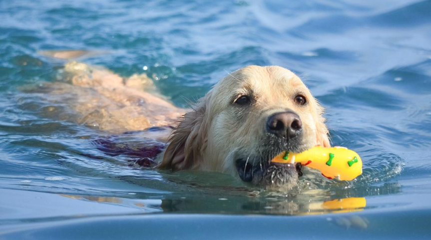 擅长游泳的5种狗，关键时刻还能救人，值得你饲养
