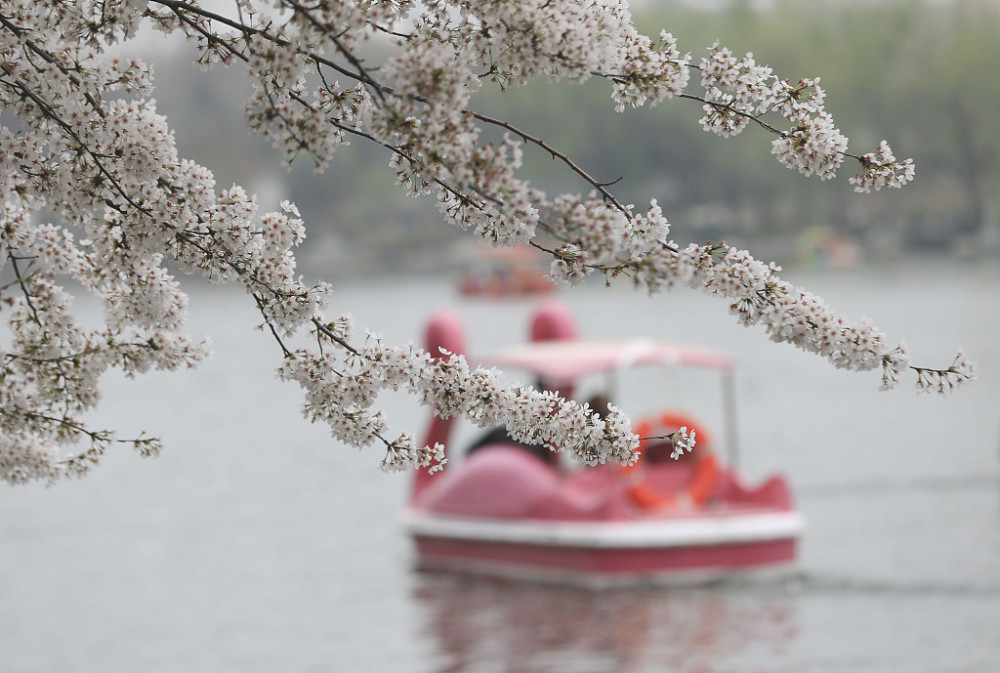 Yang Ying basks in oriental cherry to be patted oneself, pool of Beijing jade deep is admired cherry main forces is crowded explode, or curtilage the Yun Shangying in the home