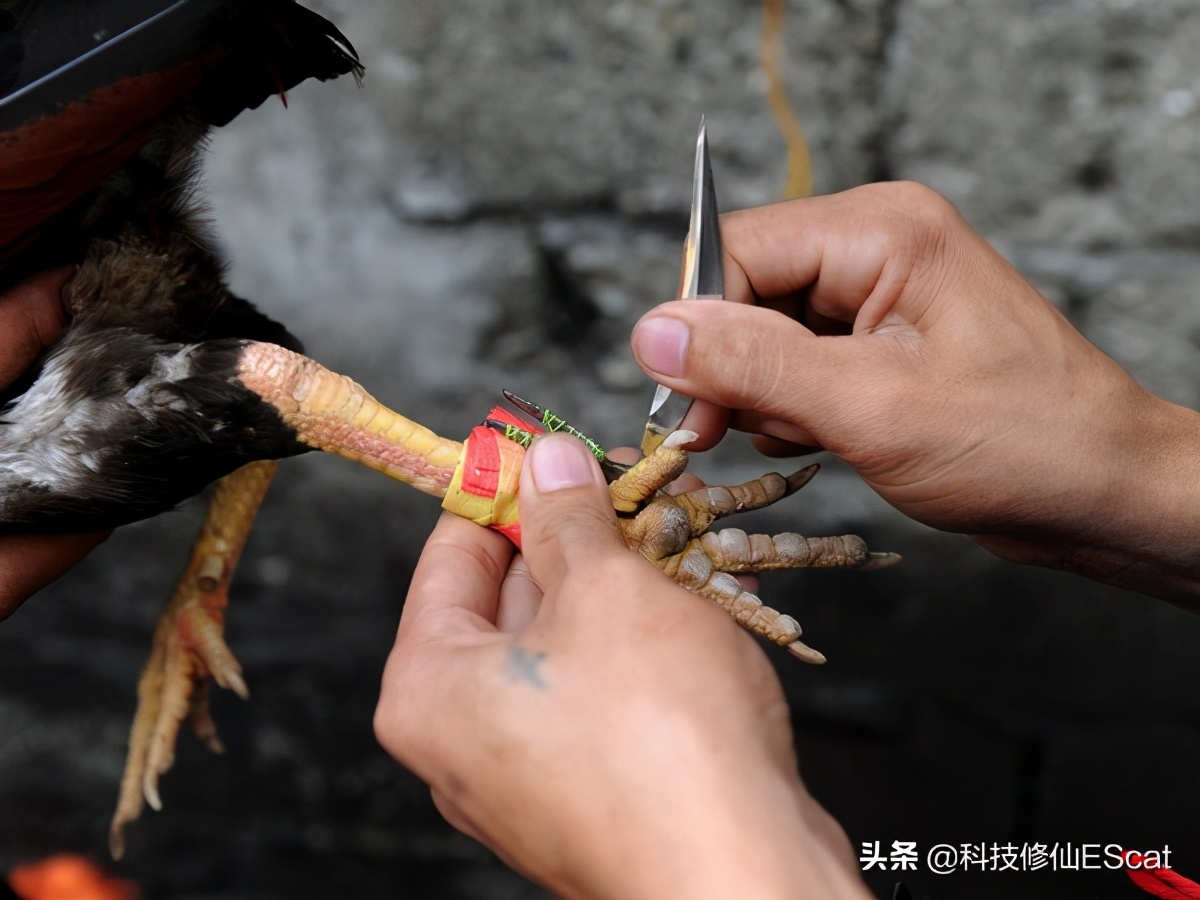 一印度男子参与斗鸡，意外被鸡伤了性命。斗鸡何以如此凶狠