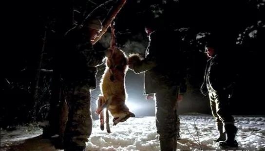 34年後，核輻射影響下的切爾諾貝利的動物們怎麽樣了？