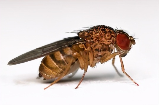警惕生物戰(zhàn)！海關(guān)截獲美國包裹，7000只黑腹果蠅恐成為果農(nóng)噩夢