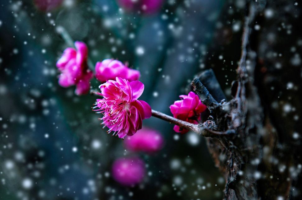 「诗词鉴赏」傲雪寒梅独自开-第9张图片-非凡网