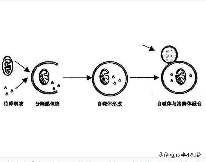 不吃饭还能长寿？看看科学家是怎么说的！