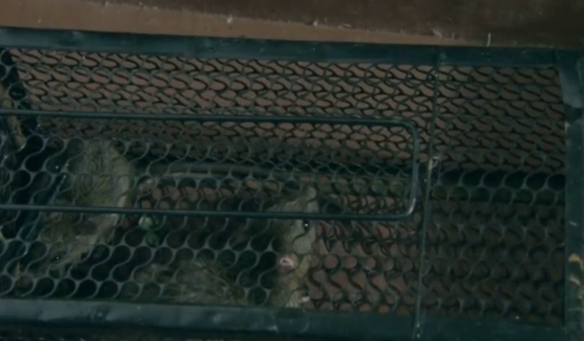 53年前广州机场，一老外带2只老鼠出境，差点盗