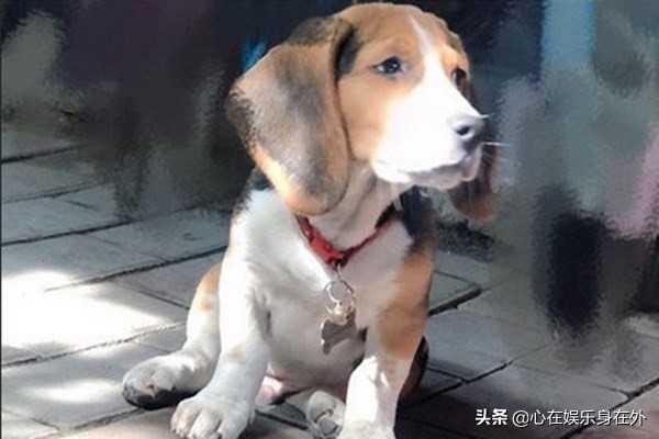 高级黑！杨丞琳晒照“狗界李荣浩”，网友：眼睛比李荣浩大多了