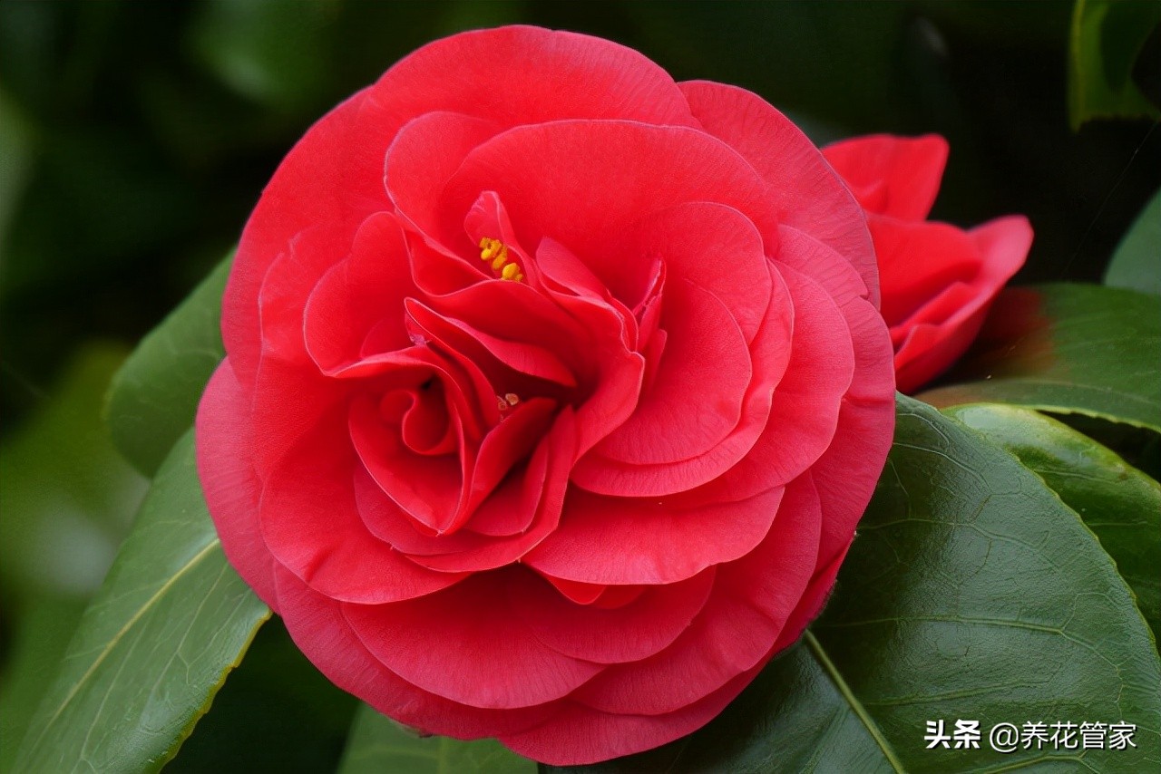 11月 养花就买这 10种花 越 冷 越爱开 Mp头条
