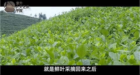 你買的紅茶和綠茶可能源自同一株茶樹？