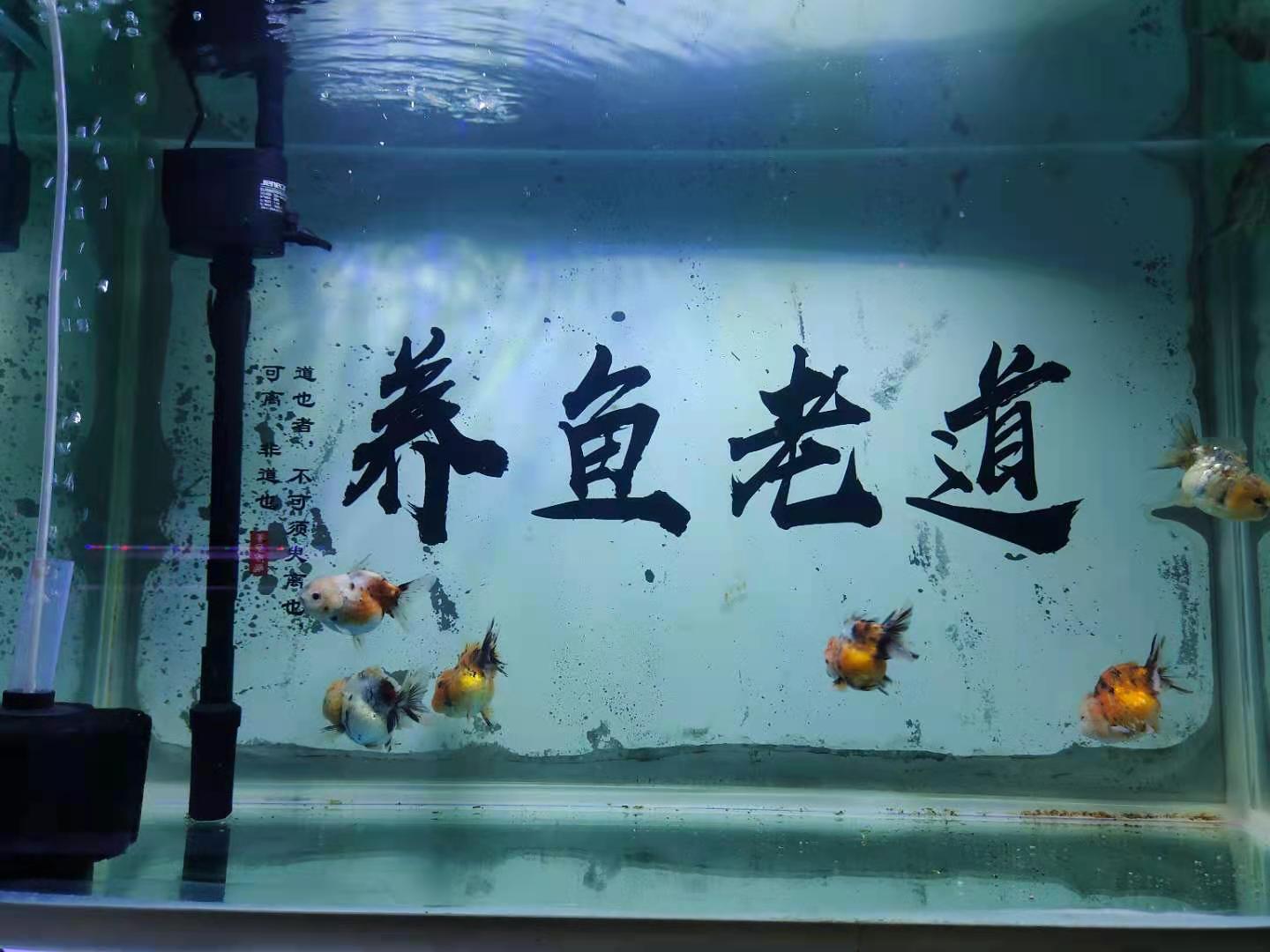 救救我的魚吧 爛尾 爛肉 炸鱗 白毛 都佔全了 怎麼辦 養魚老道 Mdeditor
