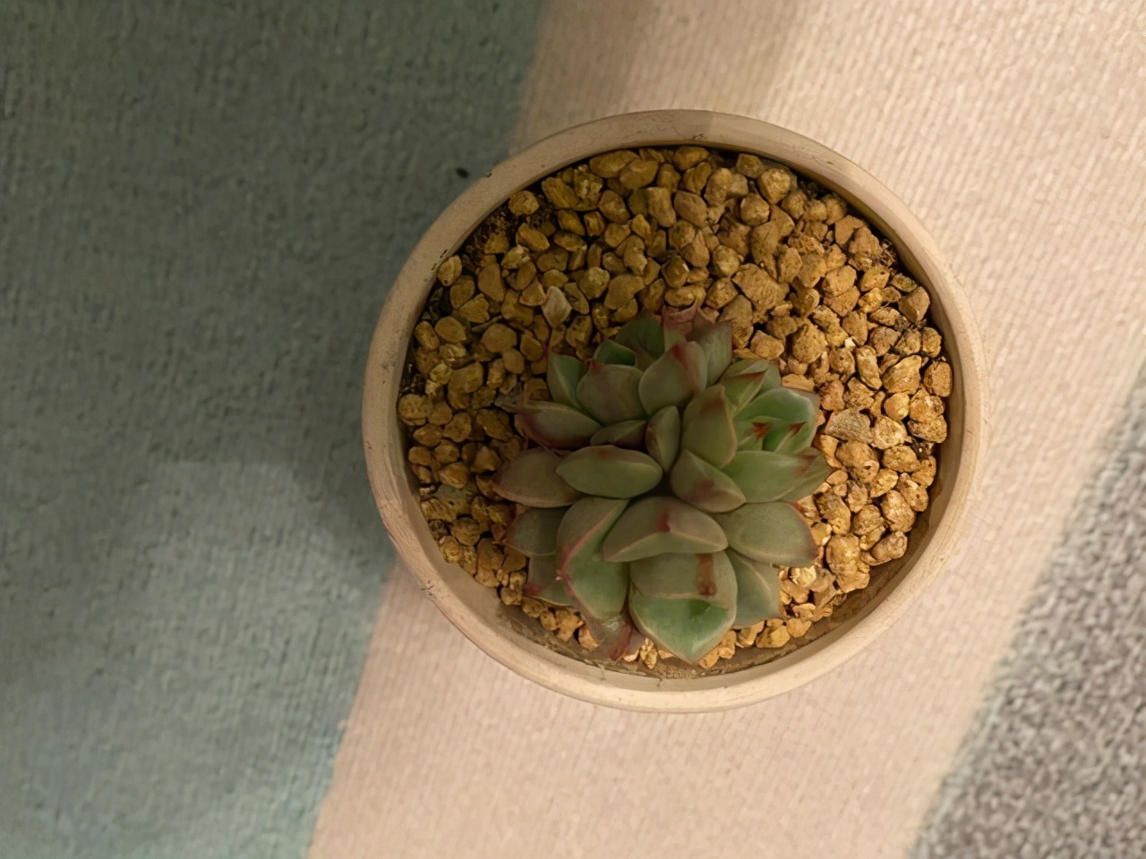 多肉苯巴蒂斯 不容易徒長的品種 養爆盆很容易 沒狀態也很美 博文的養花生活 Mdeditor