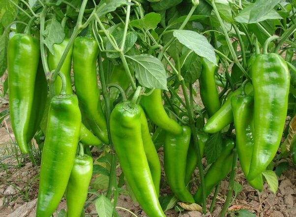 买辣椒时，怎样区分辣和不辣，湖南妹来带你了解其中的奥妙