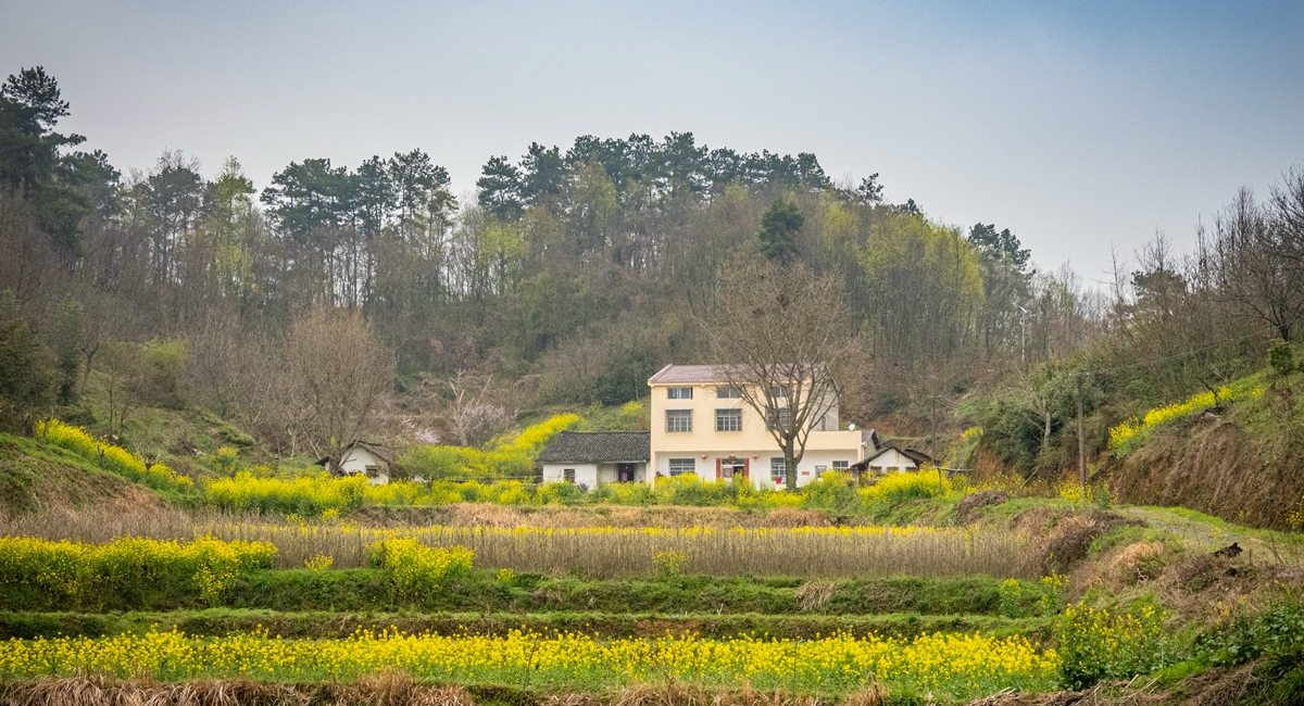 快来看！阳春三月的乡村美如画