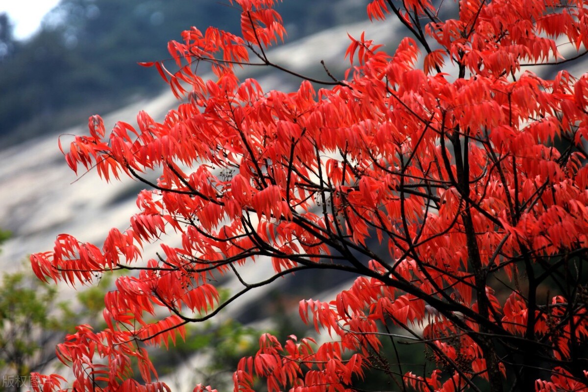 Anhui in autumn, one night into autumn, Huizhou became beautiful
