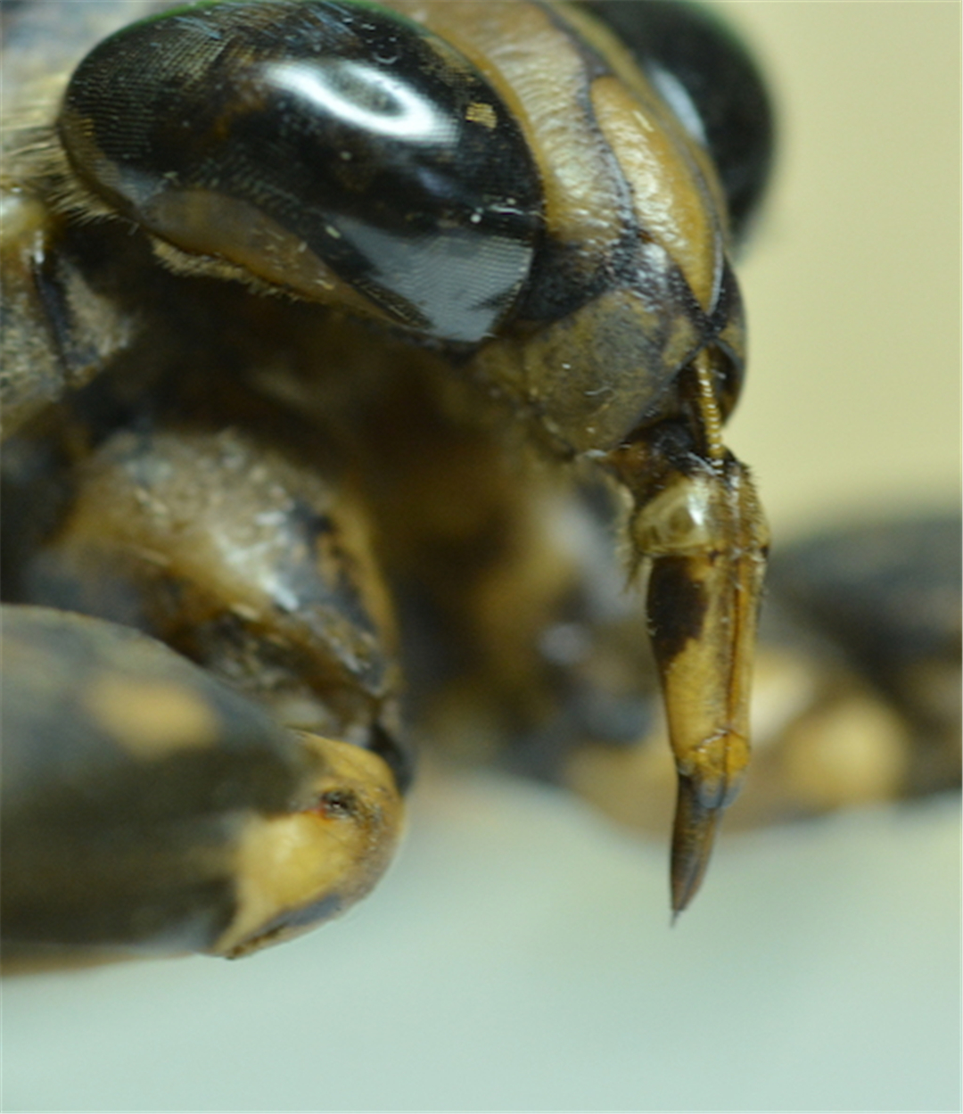 田鳖可怕的淡水捕食者