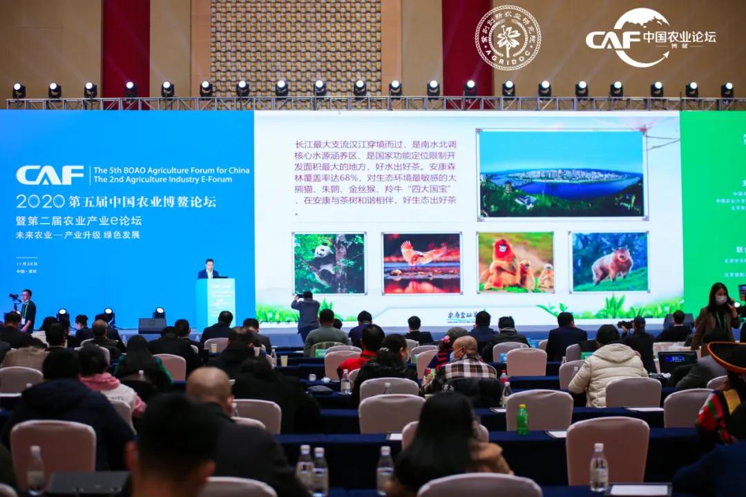 让定心绿茶走出国门，享誉世界