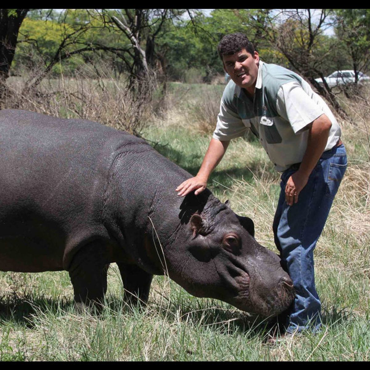 The South African man raised a hippo like a son for 6 years, but in the ...