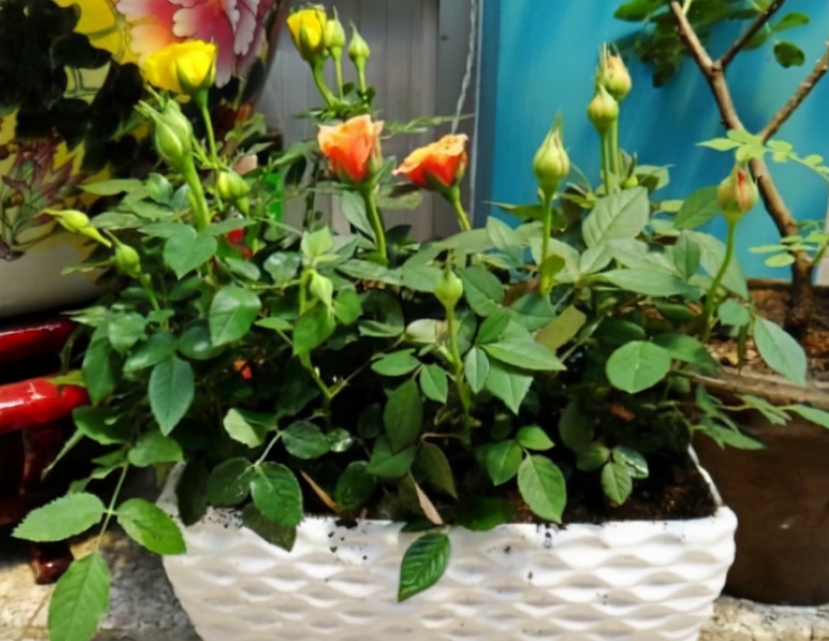 To grow flowers indoors in winter, "3 defenses" must be done to ensure