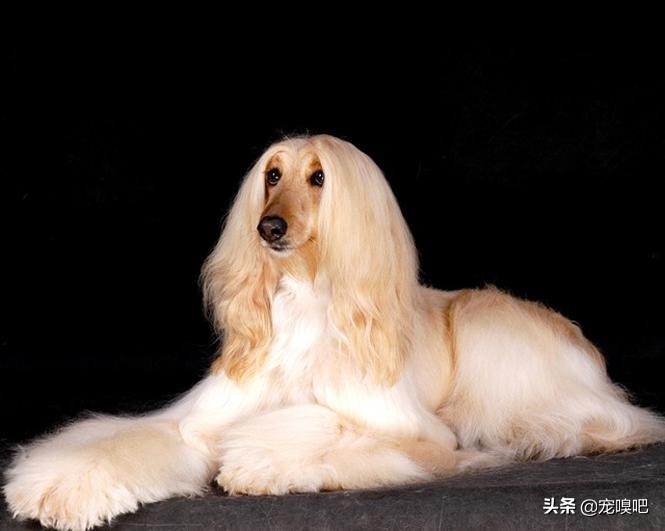 阿富汗犬图片价格（盘点犬中帝王阿富汗猎犬）