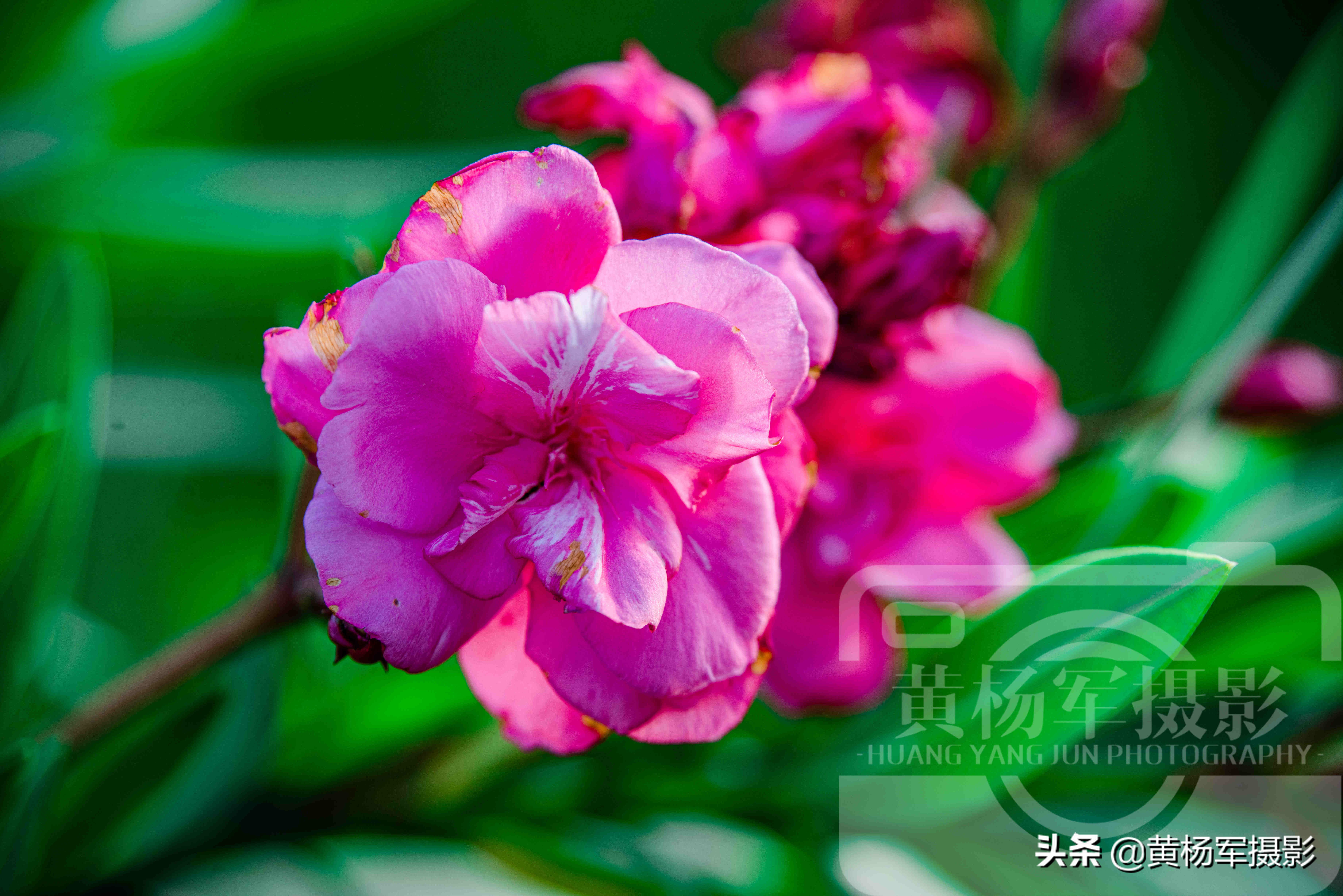 夾竹桃花美豔盛開的爛漫 綠葉紅花格外好看 夏日樸素淡雅的美麗 黃楊軍攝影 Mdeditor