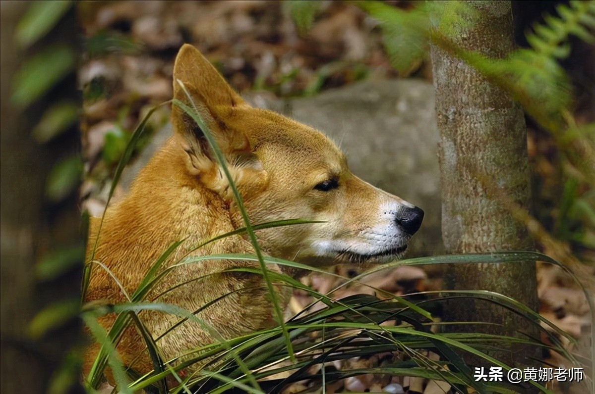 Australian wild cats are as fierce as tigers?The low juveniles of ...