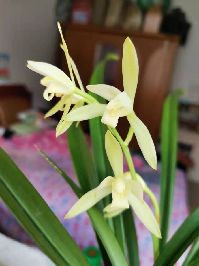 Zanlan My orchid is blooming!(Attached a few calligraphy of Zanlan) - iNEWS