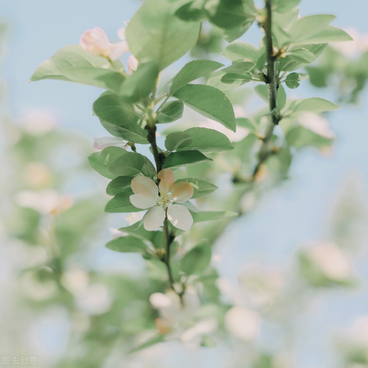 春分：轻风细雨，惜花天气，将春色收入眼，将温暖拥入怀