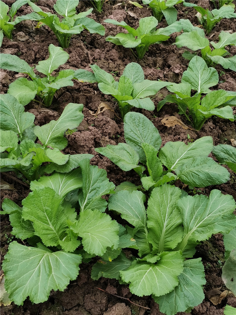 牛华芽菜产业定向帮扶贫，乐山芽菜发展示范基地