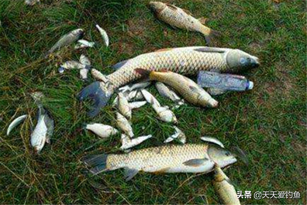 图解钓鱼调漂的5种方法，各有各的特点，适合不同的鱼情