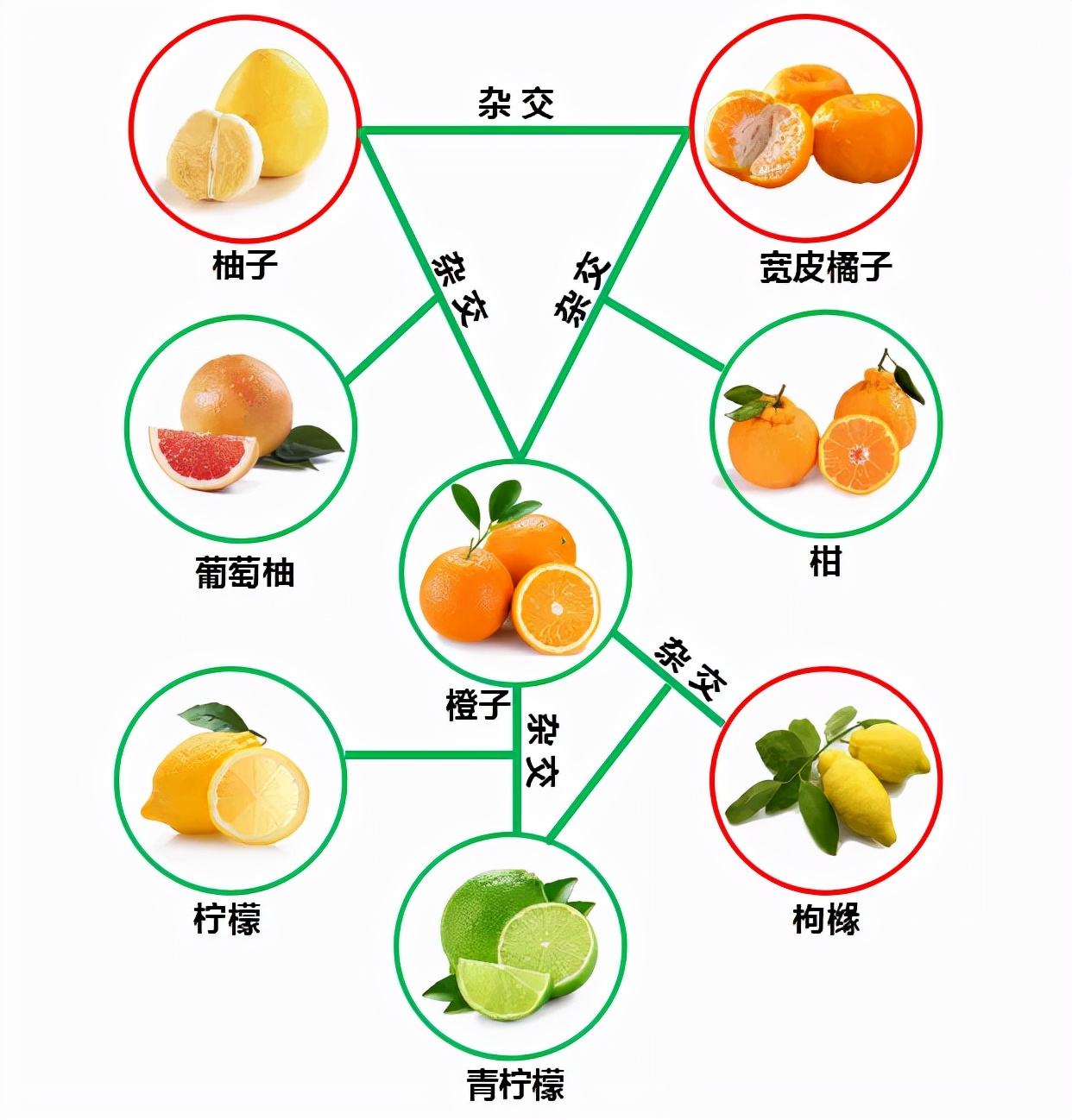 The more "hybrid" the better?The relationship between tangerines