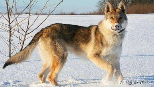 世界十大最名贵狗狗，有你喜欢的吗？