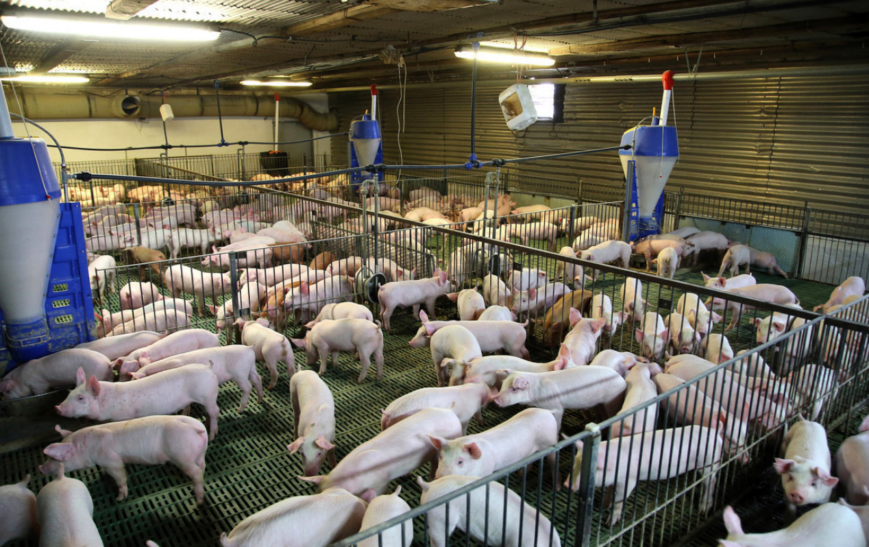 集中抛售致猪价跌至底点，养殖利润下滑明显，