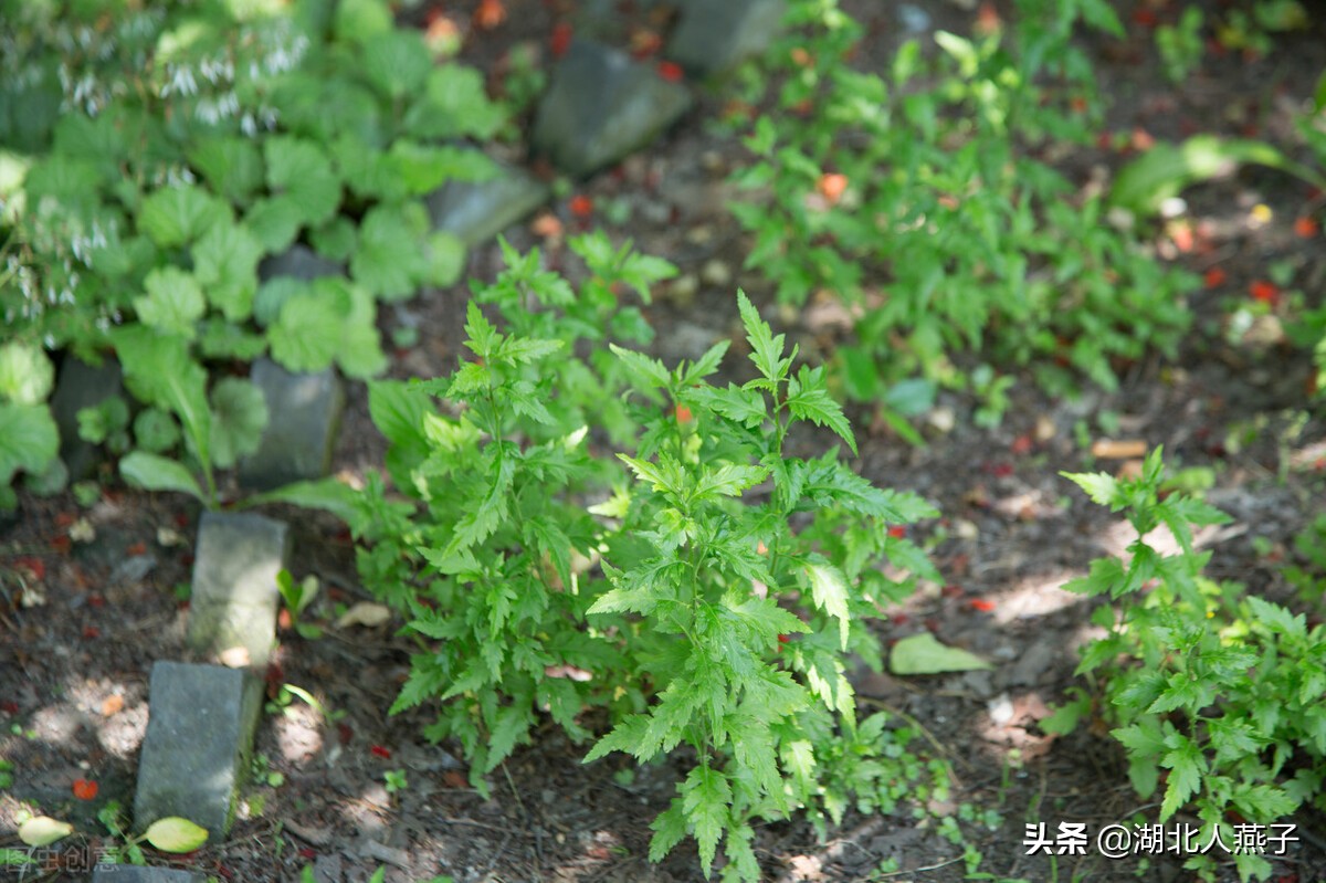 春天挖野菜，送你70种野菜图片大全，教你认识不同的野菜和吃法