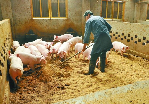 河北乡民发现猪圈频繁被盗，专家连夜赶来，原来下面住着开国皇帝