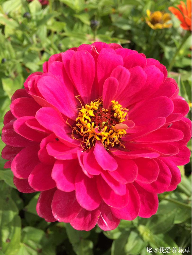 Plants that can bloom in all seasons, keep a pot at home, there are