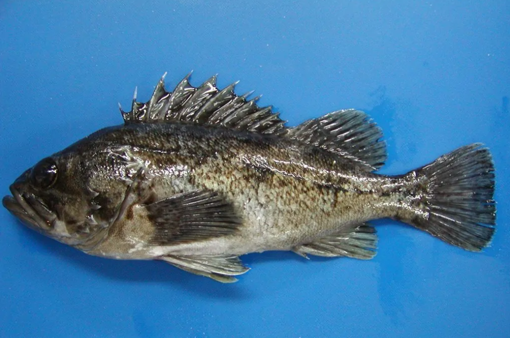 福島黑鲉魚禁止上市，日本核廢水早就排放了，是真的？危害多大？
