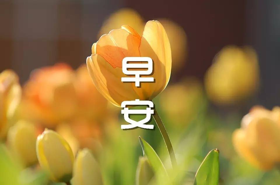 每天努力，每天进步，每天都能成为更好的自己———早安！