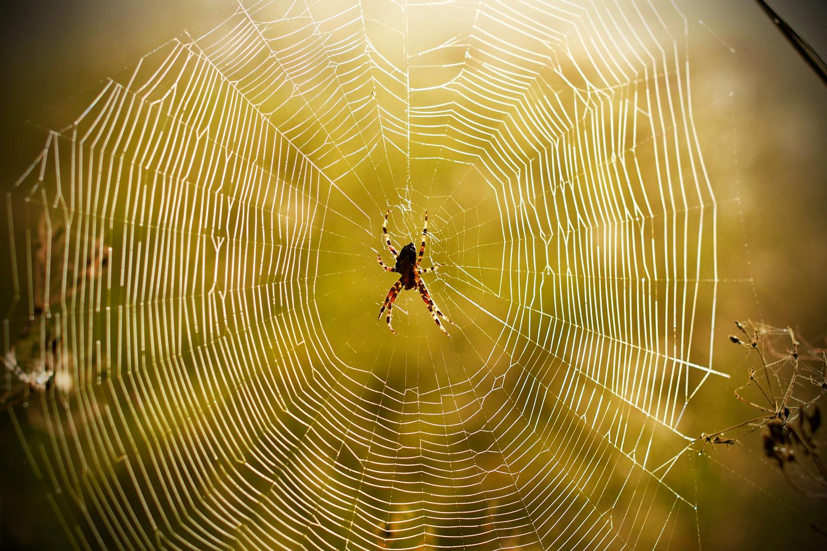 Why are male spiders eager to be eaten by females? - iNEWS