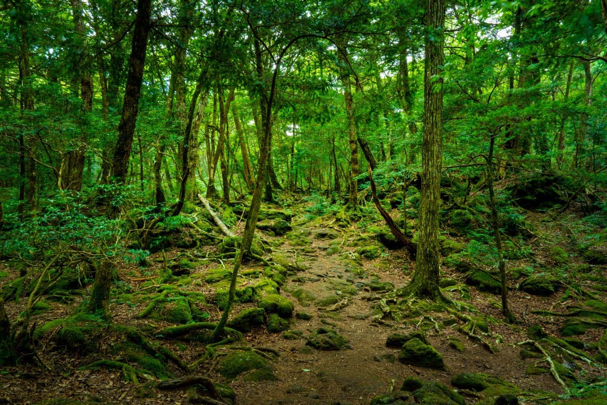 3个危险丛林，日本“自杀森林”青木原，为何每年有20多人自杀？