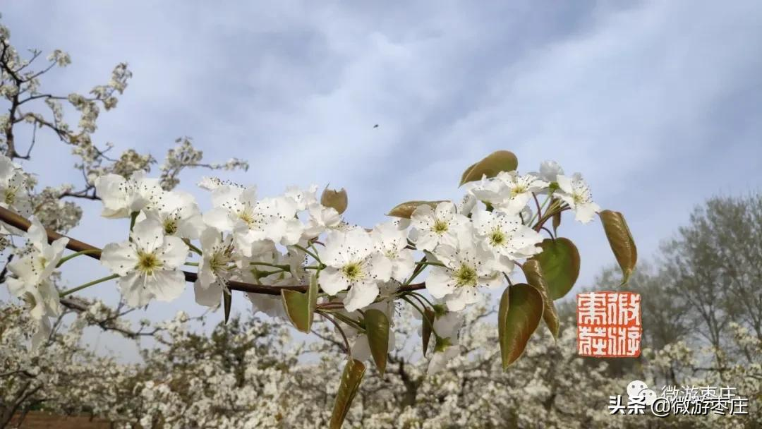 微遊棗莊的自然人文之旅 劉村梨園杜梨花白小桃紅 微遊棗莊 Mdeditor