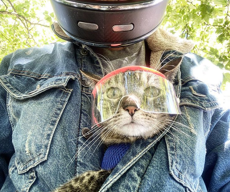 这只猫咪喜欢兜风，于是主人为它做了各种各样的头盔，羡慕哭了