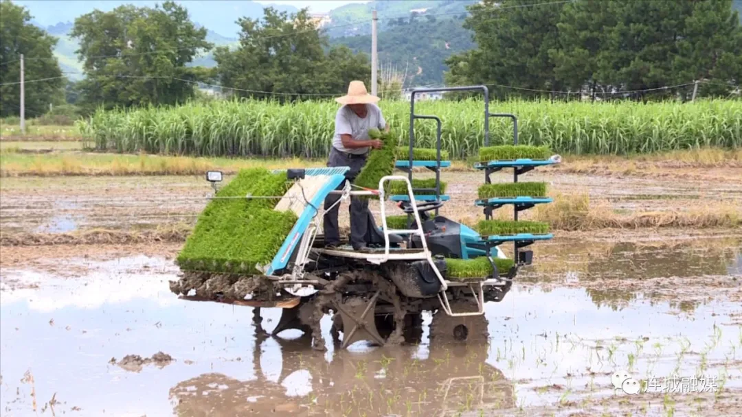 连城：农机来助力 夏种夏收高效率