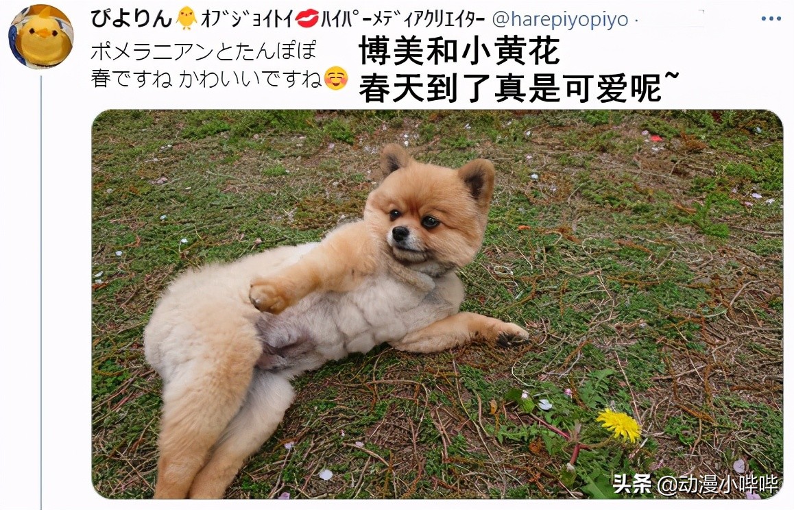 這只在二次元很火的「肌肉」柴犬，大佬將它在三次元里還原出來了- 資訊咖