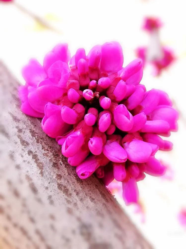 豆科 紫荊屬植物 紫荊花 李彬文 Mdeditor